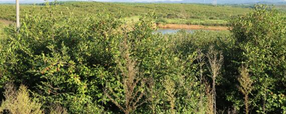 油茶种植管理技术（油茶种植管理技术书籍）