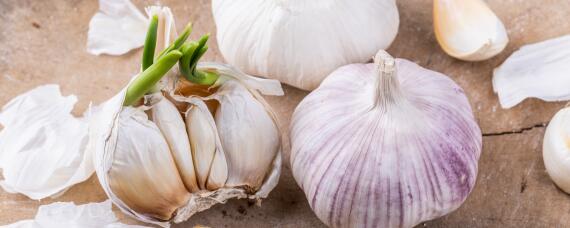 大蒜干尖黄尖是什么原因 大蒜干尖黄尖是什么原因造成的