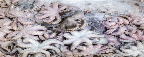 章鱼怎么养（章鱼怎么养淡水）