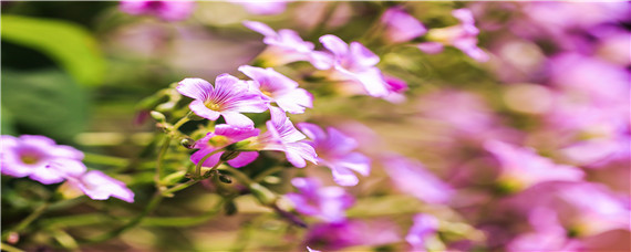 人工授粉的知识（人工授粉的运用）