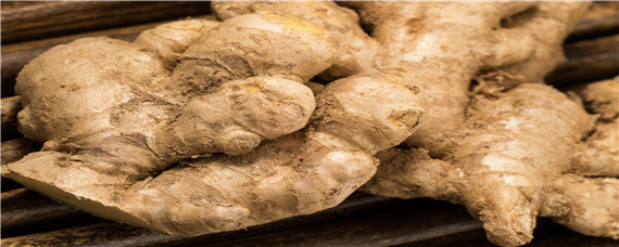 怎么种生姜（怎么种生姜步骤）