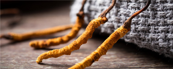 冬虫夏草人工种植技术（虫草怎么种植方法视频）