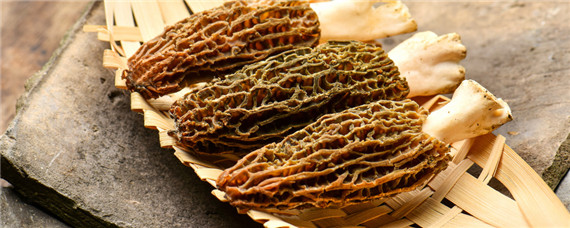 野生羊肚菌生长在什么环境中 野生羊肚菌生长在什么环境中最好