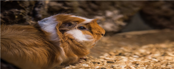 荷兰鼠和荷兰猪的区别 荷兰鼠和豚鼠一样吗?