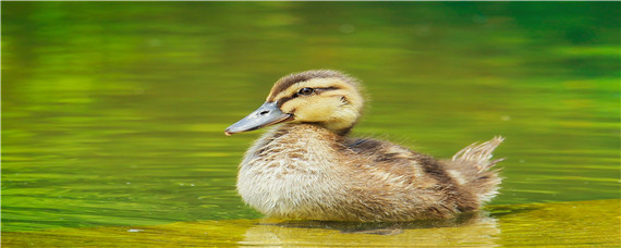 小鸭子喂养注意事项 小鸭喂养注意什么