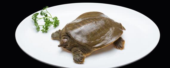 野生甲鱼吃什么食物（野生甲鱼吃什么食物存活的）