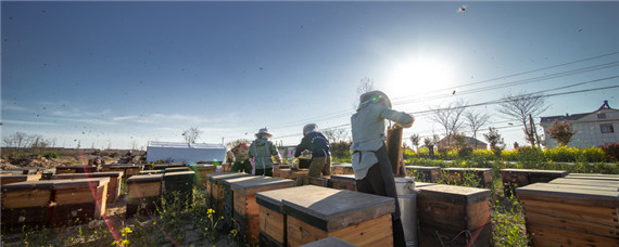 蜜蜂养殖十大忌讳 蜜蜂养殖十大忌讳视频讲解大全图片