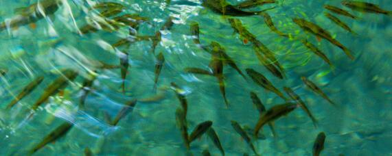 麦穗鱼养殖方法和注意事项（麦穗鱼养殖方法和注意事项视频）