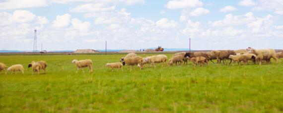 农耕地可以盖房养殖吗（农村耕地可以建房养殖吗）