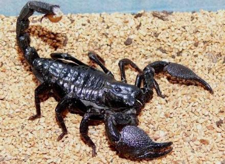 蝎子的生活习性（蝎子生活环境及特点）