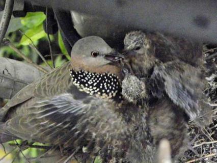 斑鸠的习性 斑鸠的特征
