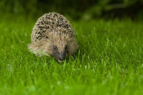 刺猬的生活习性（刺猬的生活特征和生活方式）