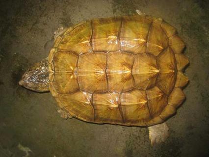 鳄鱼龟怎么养 鳄鱼龟怎么养用什么水