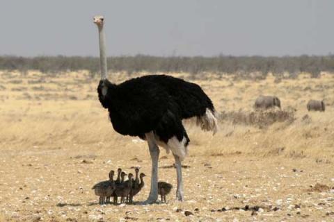 鸵鸟的高效养殖技术（鸵鸟的高效养殖技术有哪些）