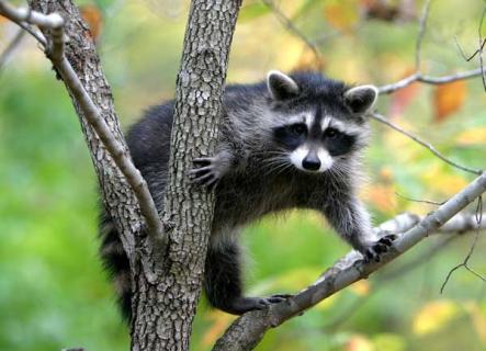 果子狸养殖技术 果子狸养殖技术视频