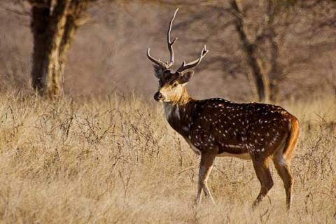 梅花鹿吃什么 梅花鹿吃什么食物