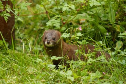 水貂养殖前景（水貂养殖前景怎么样）