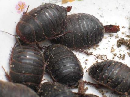 土元养殖的市场前景 土元养殖利润怎么样市场前景