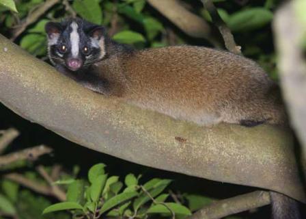 果子狸养殖的市场前景 果子狸养殖成本与利润