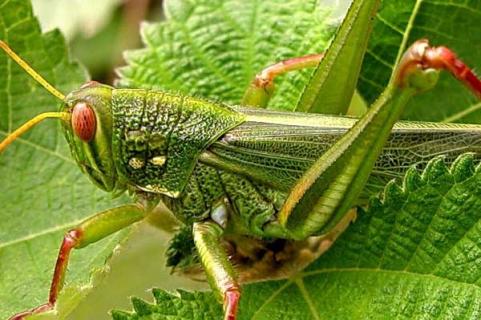 蝗虫能吃吗 成灾的蝗虫能吃吗