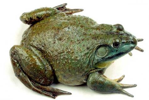 牛蛙的养殖成本 牛蛙的养殖成本高吗