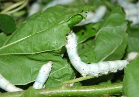 蚕吃什么食物（蚕吃什么食物怎么喂养?）