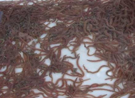 禾虫养殖技术（禾虫养殖技术培训）