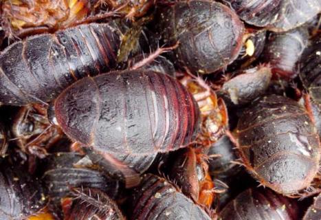 土元养殖有哪些风险 土元市场价格多少钱一斤