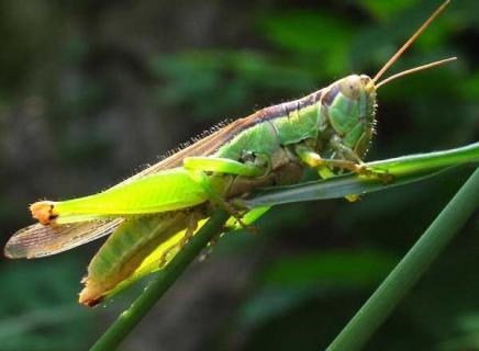 蝗虫养殖前景怎么样 蝗虫养殖前景怎么样知乎