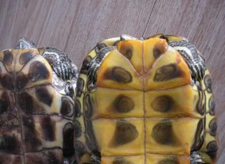 乌龟怎么分公母?（巴西龟怎么分公母）