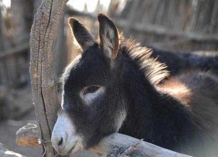 驴的养殖前景怎么样 驴的养殖条件