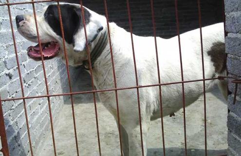 肉狗养殖技术（肉狗养殖技术视频教程）