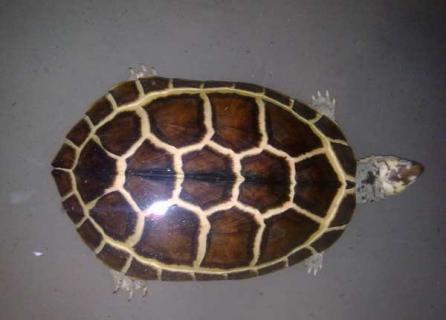 石金钱龟的养殖技术 石金钱龟养殖技术视频 高清版