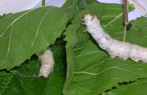 蚕的饲养管理技术（蚕的饲养管理技术要领）