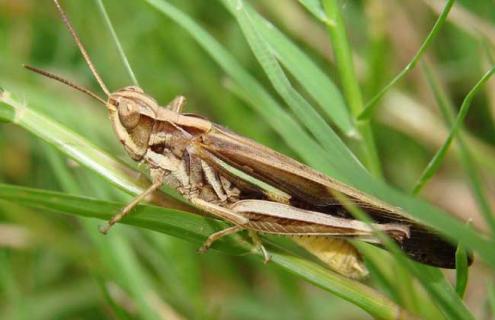 蝗虫养殖大棚建设（蝗虫养殖大棚建设方案）