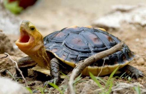 金头龟养殖技术 金头龟养殖技术视频教程