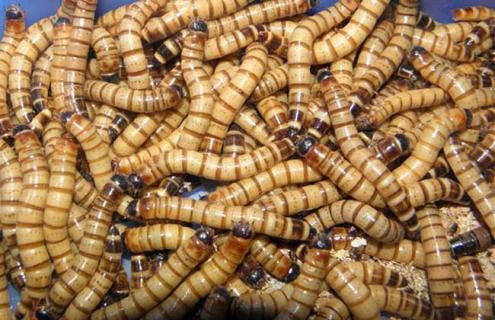 大麦虫养殖技术(大麦虫养殖技术和步骤)