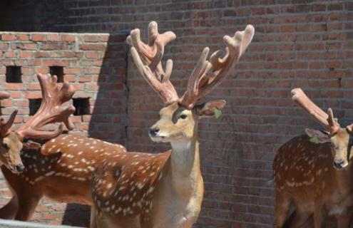 梅花鹿的角像什么 梅花鹿的角像什么东西