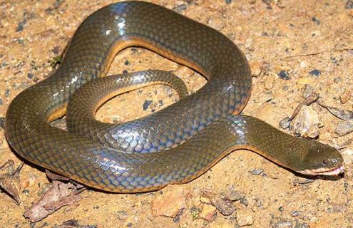 水蛇人工养殖技术 水蛇人工养殖技术视频