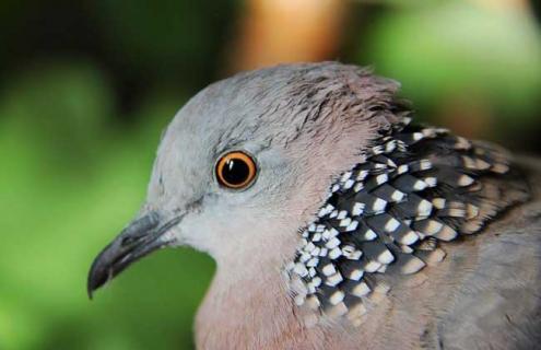 斑鸠人工养殖技术（斑鸠人工养殖技术详解）
