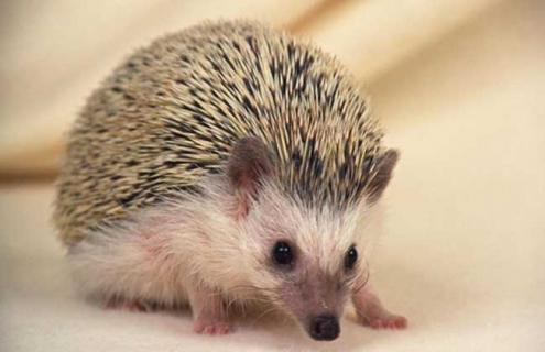 刺猬的养殖技术 刺猬的养殖技术和视频