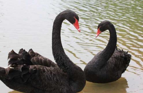 黑天鹅养殖技术（黑天鹅养殖技术视频每曰农经）