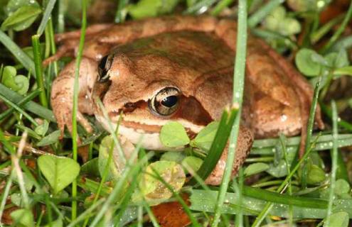 林蛙的人工养殖技术（林蛙的人工养殖技术要点）
