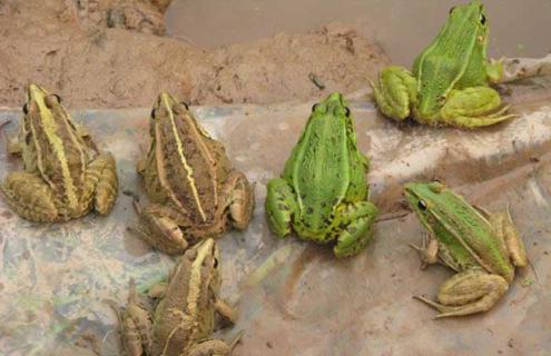 田鸡的高效人工养殖技术 田鸡如何养殖