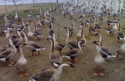 大雁高效人工养殖技术（大雁高效人工养殖技术视频）