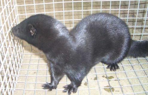 水貂的高效养殖技术 水貂的高效养殖技术视频