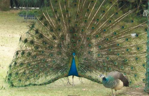 孔雀养殖怎么消毒（孔雀养殖需要注意什么）