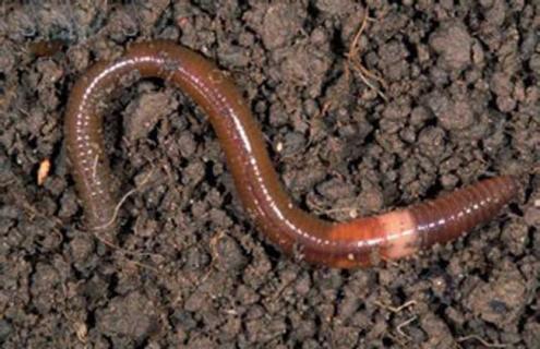 蚯蚓的养殖技术（蚯蚓的养殖技术和管理方法）