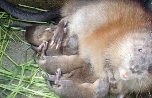 麝鼠养殖技术（麝鼠养殖技术指南）