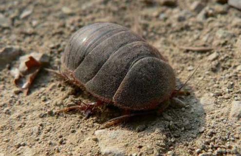 土元养殖视频（土元养殖视频采访）